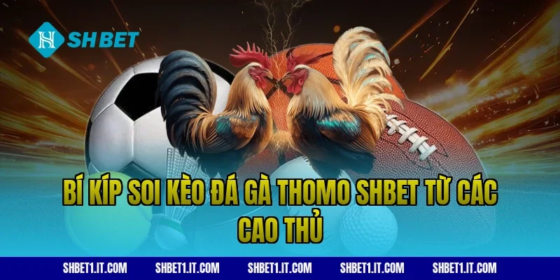 Bí kíp soi kèo Đá gà Thomo SHBET từ các cao thủ
