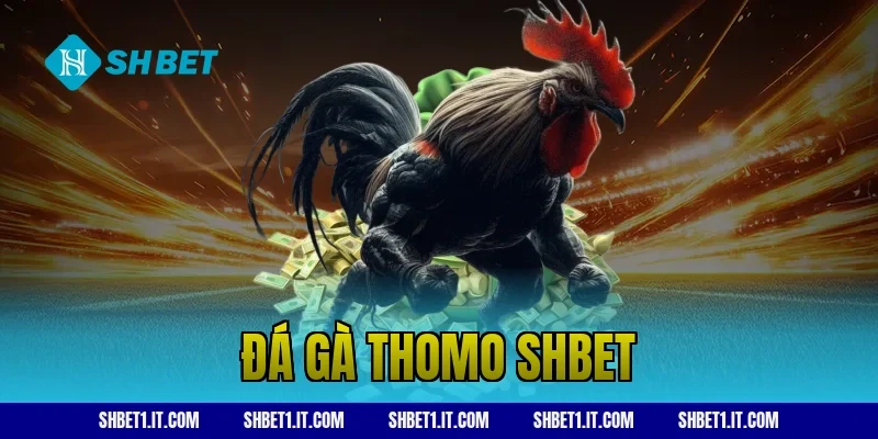 đá gà thomo SHBET