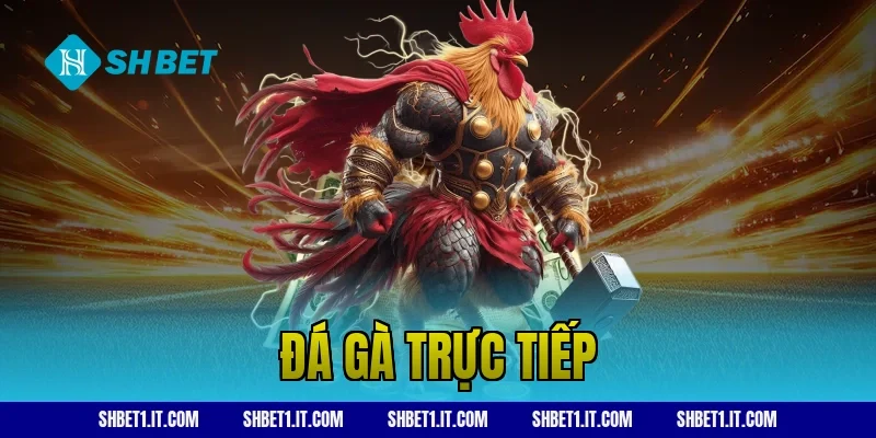 đá gà trực tiếp