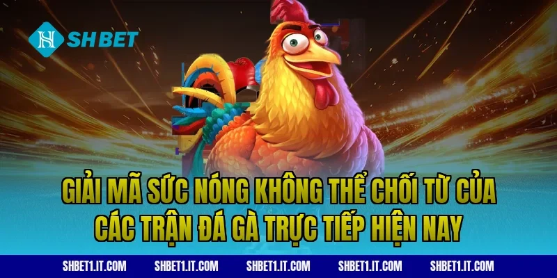 Giải mã sức nóng không thể chối từ của các trận đá gà trực tiếp hiện nay