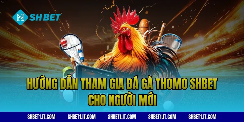 Hướng dẫn tham gia Đá gà Thomo SHBET cho người mới