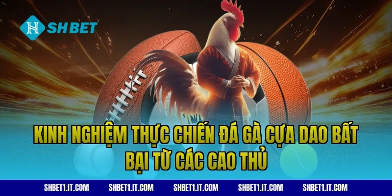 Kinh nghiệm thực chiến đá gà cựa dao bất bại từ các cao thủ