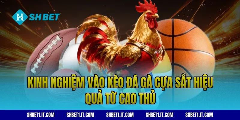 Kinh Nghiệm Vào Kèo Đá Gà Cựa Sắt Hiệu Quả Từ Cao Thủ