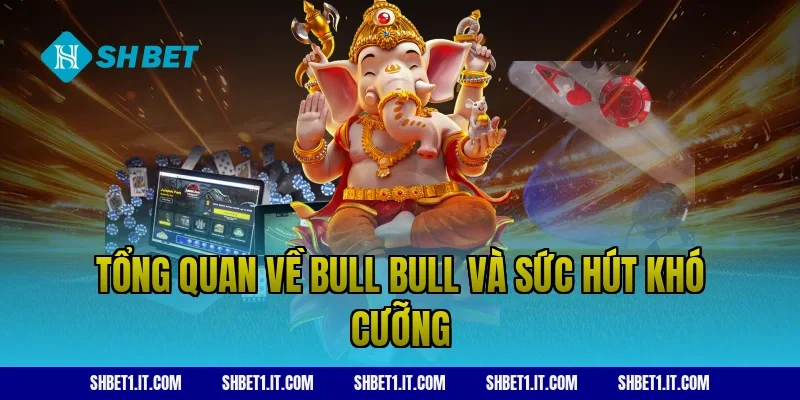 Tổng quan về Bull Bull và sức hút khó cưỡng