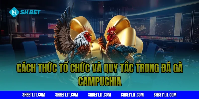 Cách thức tổ chức và quy tắc trong đá gà Campuchia