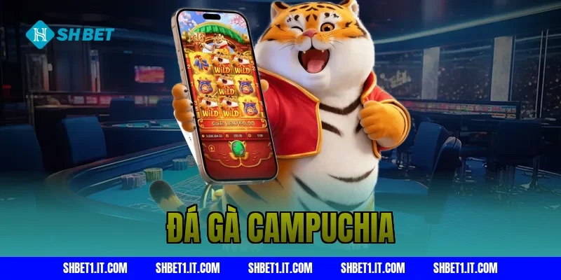 Đá gà campuchia