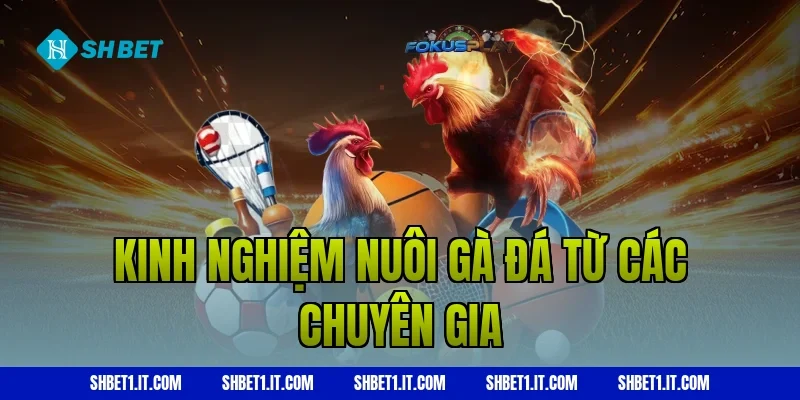 Kinh nghiệm nuôi gà đá từ các chuyên gia