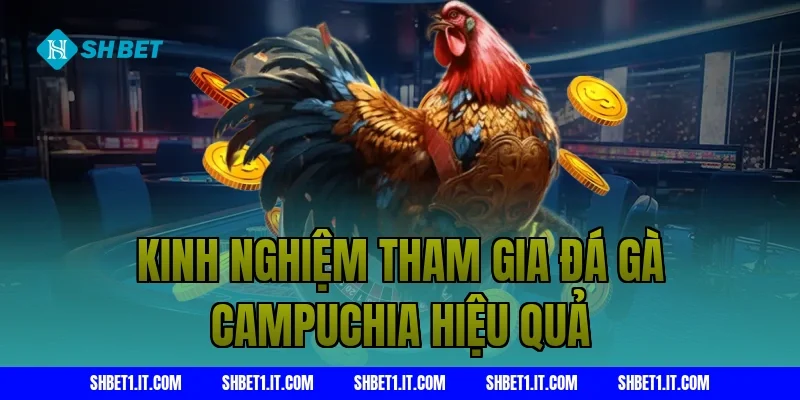 Kinh nghiệm tham gia đá gà Campuchia hiệu quả