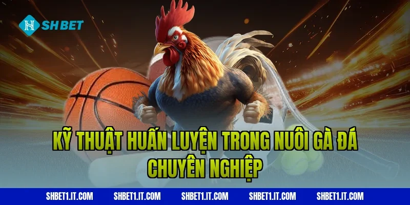 Kỹ thuật huấn luyện trong nuôi gà đá chuyên nghiệp