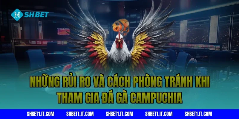 Những rủi ro và cách phòng tránh khi tham gia đá gà Campuchia