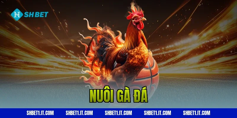 Nuôi gà đá